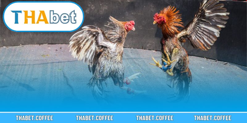 Ánh nhìn sắc nét vào những trận đấu kịch tính