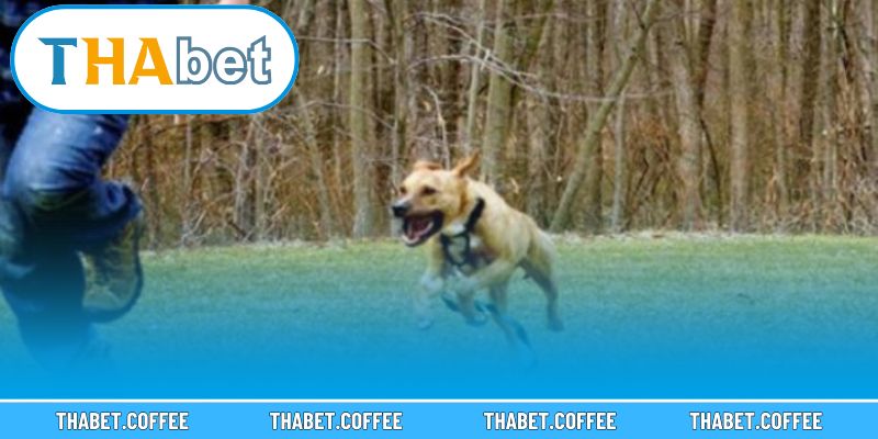 Các chi tiết trong mơ có sự khác biệt đáng kể về ý nghĩa