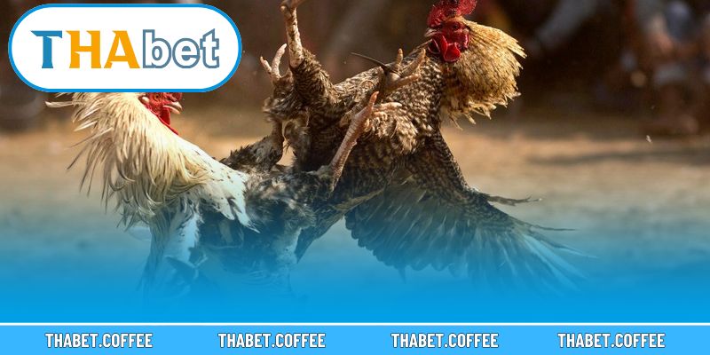 Các nhà cung cấp góp phần làm nên sự uy tín cho sảnh cược