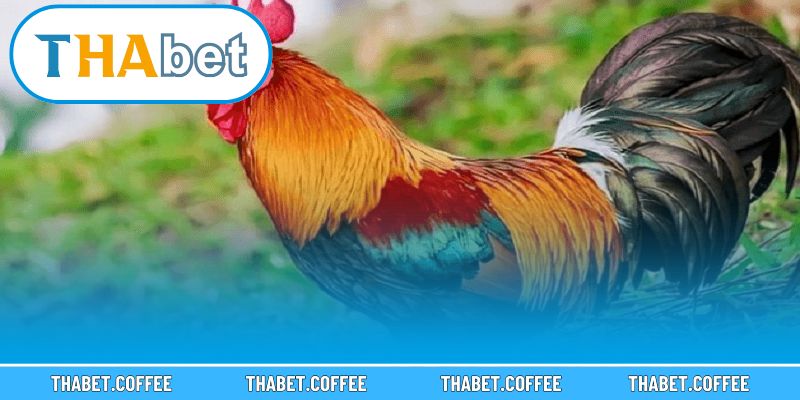 Chiến kê nổi bật với những đặc điểm riêng biệt