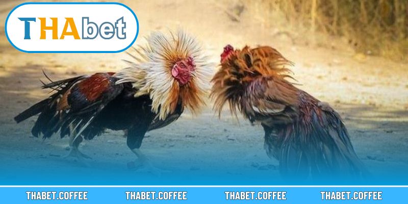 Đa dạng lựa chọn mang đến nhiều cơ hội chiến thắng