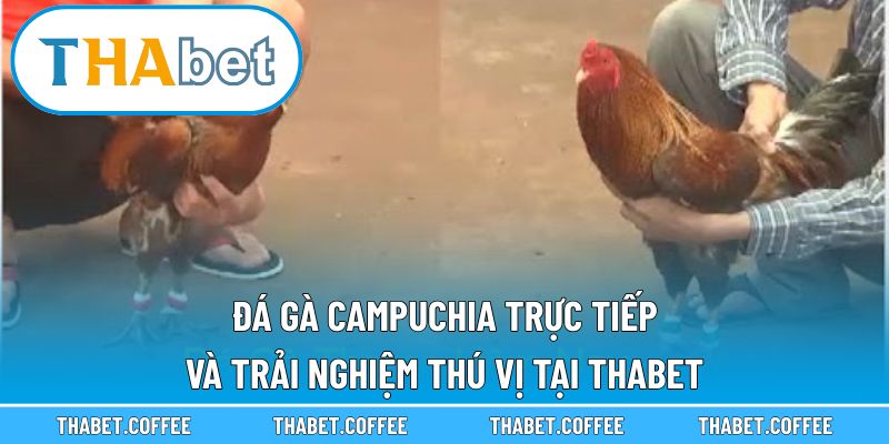 đá gà campuchia trực tiếp