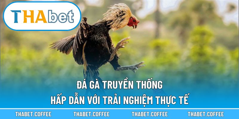 Đá gà truyền thống