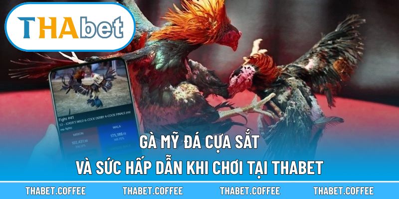 Gà Mỹ Đá Cựa Sắt