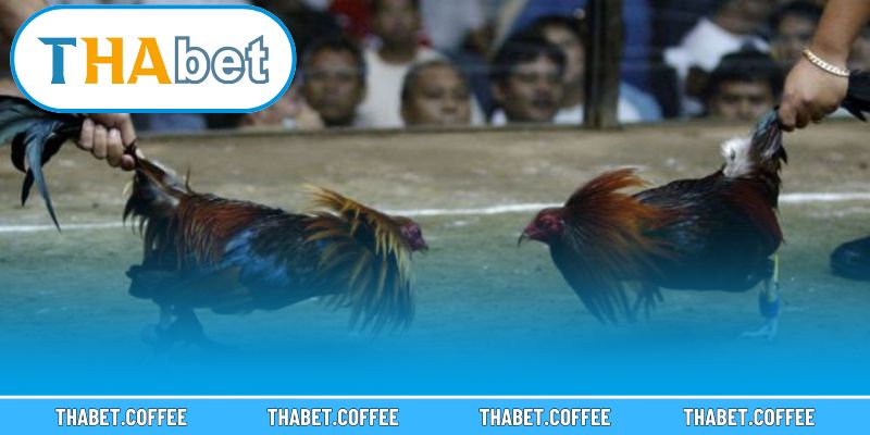 Gà Mỹ với đặc điểm nổi bật và phong cách thi đấu mạnh mẽ