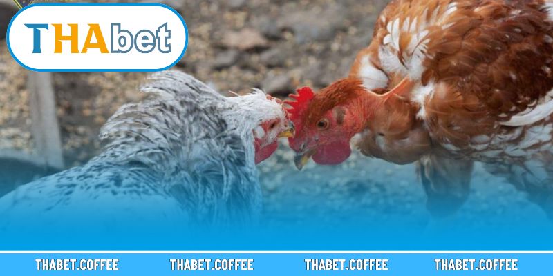 Giao diện hiện đại với các tính năng hỗ trợ đặt cược đơn giản.