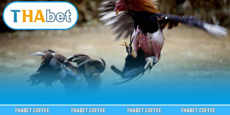 Không gian giải trí hấp dẫn cùng đa dạng lựa chọn