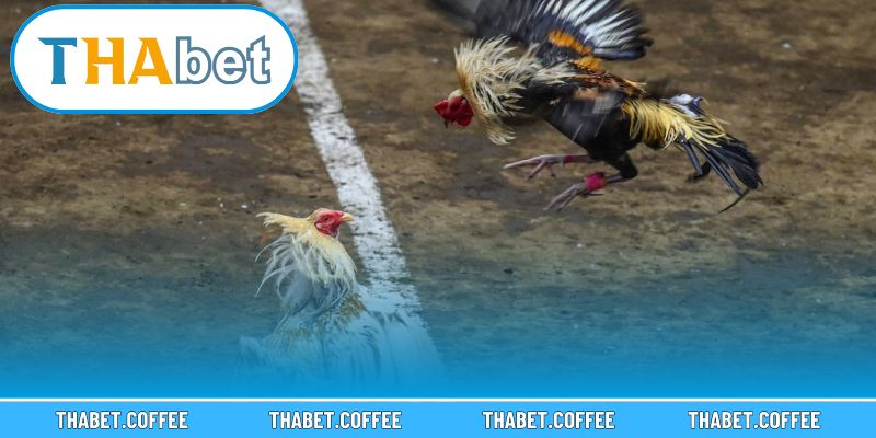 Không khí căng thẳng tại sàn đấu mang lại trải nghiệm thực tế cho người xem.