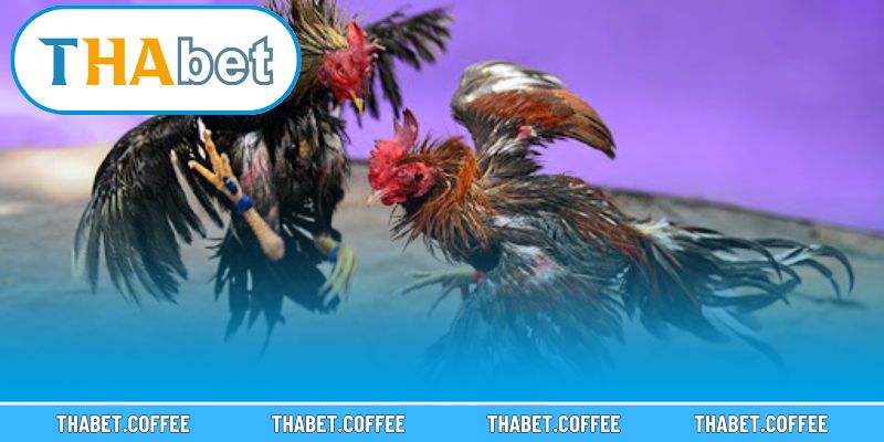 Không khí náo nhiệt tại các trận gà đỉnh cao