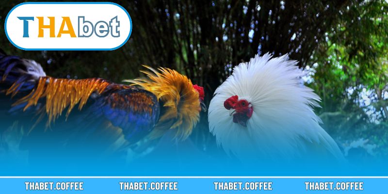 Khung cảnh các trận chiến gà chọi hấp dẫn