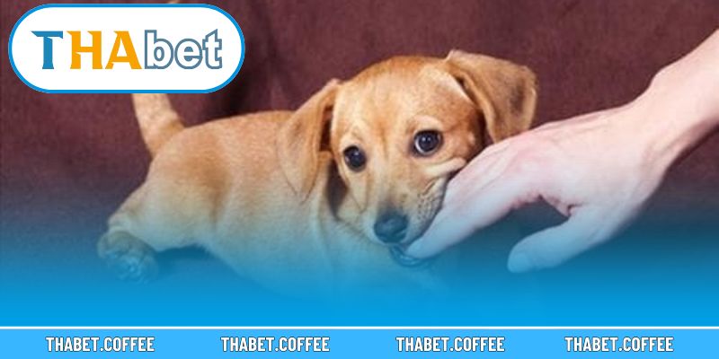 Khung cảnh giấc mơ phản ánh nhiều tầng ý nghĩa khác nhau