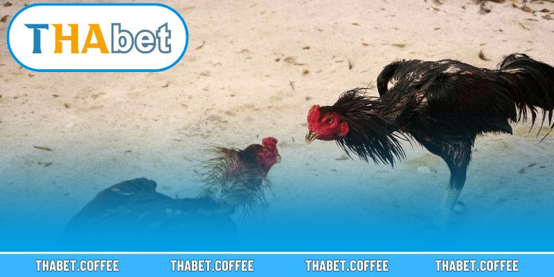 Khung cảnh sôi động tại trường gà thu hút đông đảo người theo dõi.