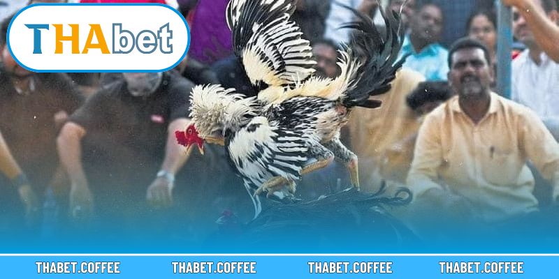 Lựa chọn đúng đắn mang lại lợi thế chiến thắng