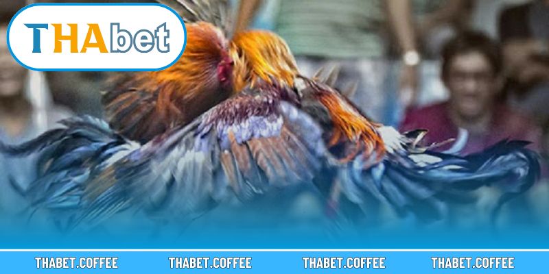 Người chơi có nhiều lựa chọn phù hợp với phong cách riêng