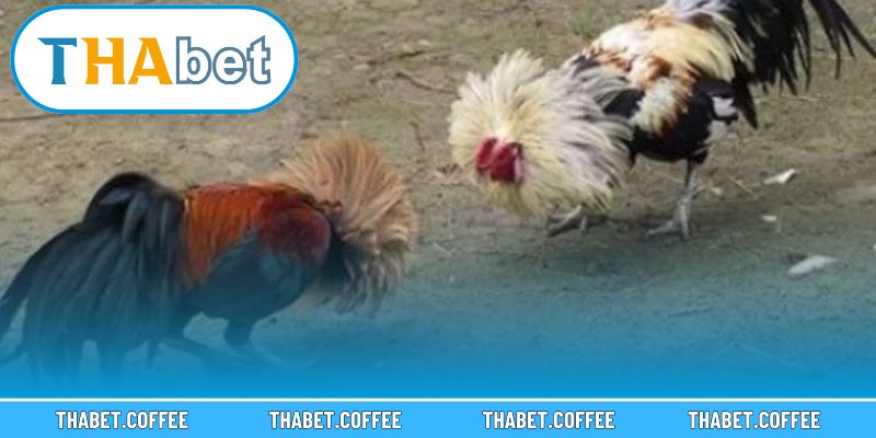 Người chơi lựa chọn đa dạng kèo cược phù hợp với chiến thuật cá nhân.