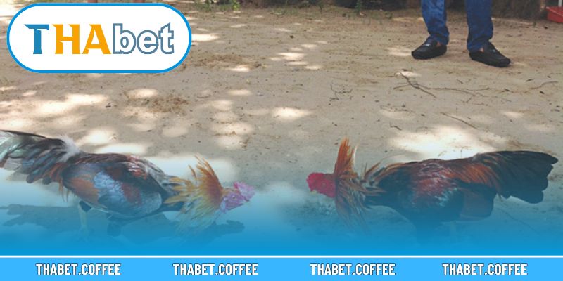 Người chơi trải nghiệm nhiều kèo cược đa dạng với tỷ lệ thưởng rõ ràng.