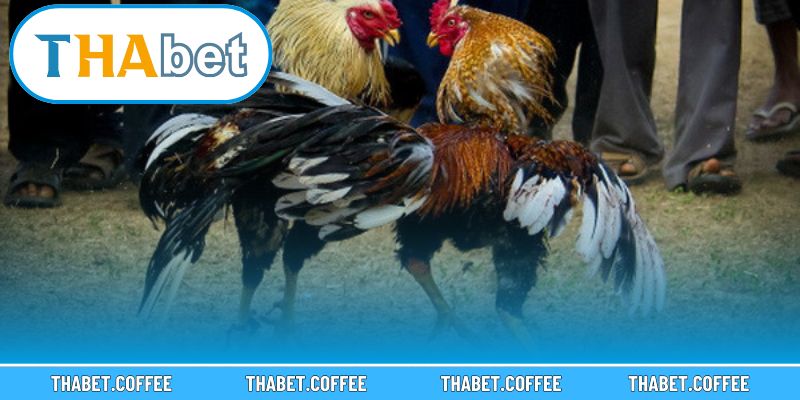 Những yếu tố tạo nên sức hút cho sảnh cược đá gà