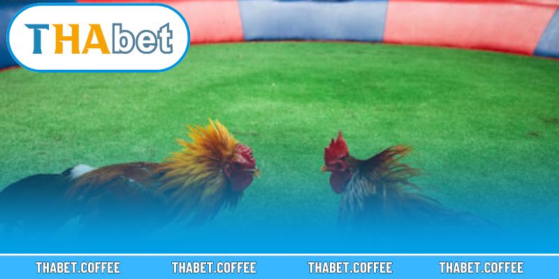 Quy trình đơn giản giúp người chơi dễ dàng tham gia