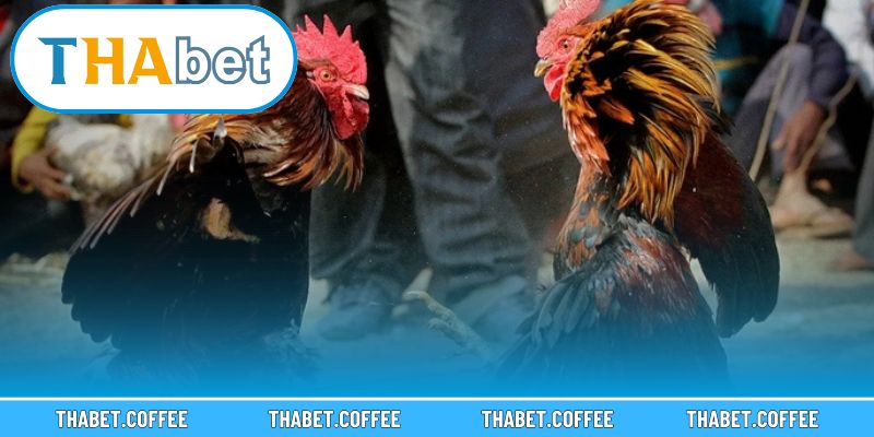 Sự đa dạng giúp người chơi thoải mái lựa chọn