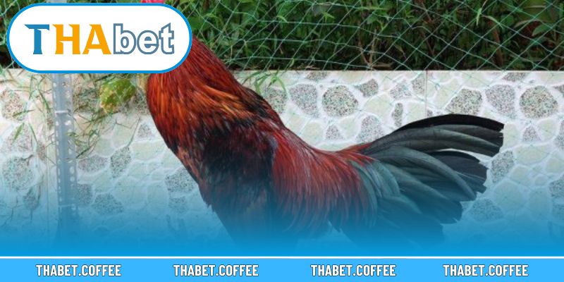 Thông tin giải đáp chi tiết dành cho người chơi