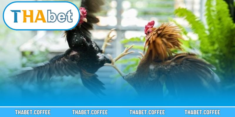 Trận đấu gà thomo diễn ra sôi động trong khung cảnh trường gà hiện đại.