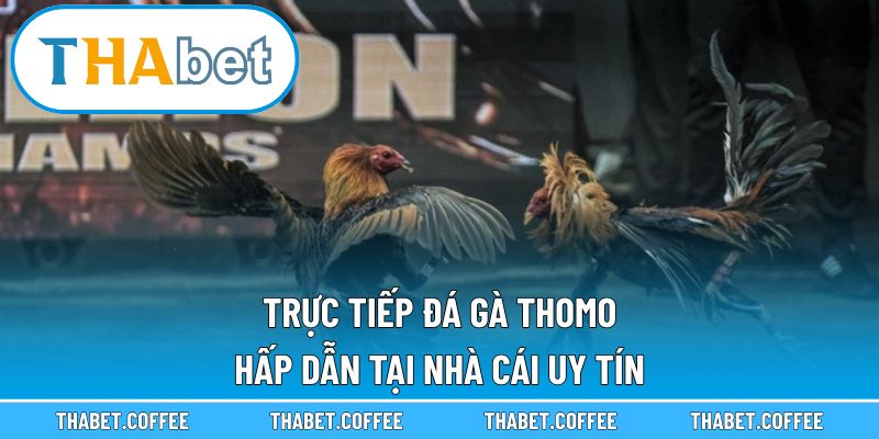 trực tiếp đá gà thomo