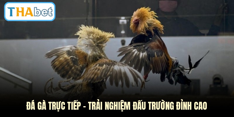 Đá Gà Trực Tiếp - Trải Nghiệm Đấu Trường Đỉnh Cao