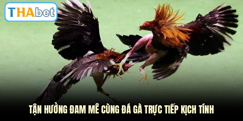 Tận hưởng đam mê cùng đá gà trực tiếp kịch tính